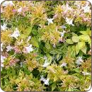 Abelia x grandiflora 'Kaliedoscope'